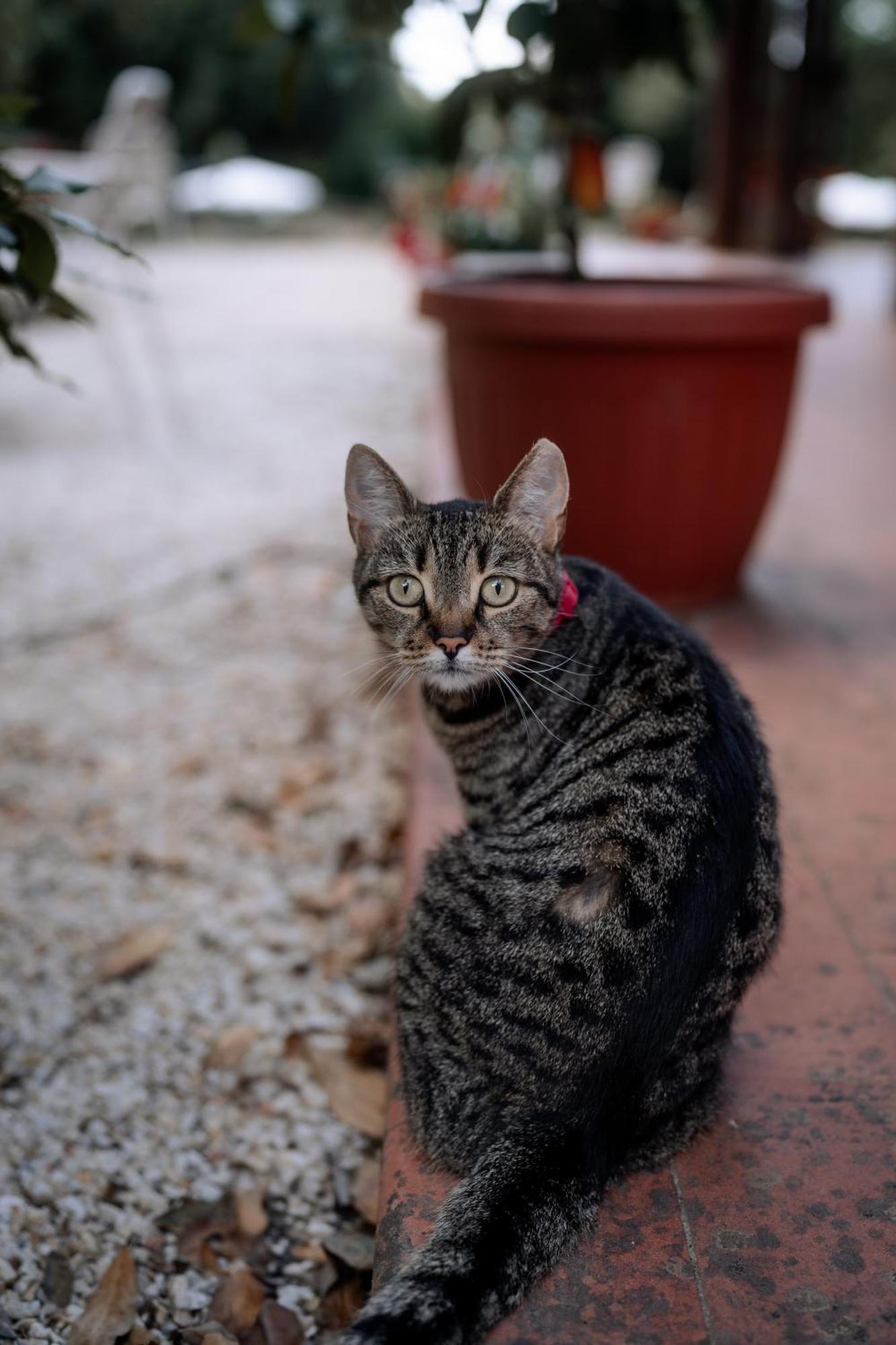 Villa Mucellena Casole dʼElsa Dış mekan fotoğraf